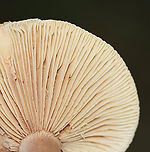 Mushroom - Lactarius sp. Habitat: Growing in wood chips along a nature trail; deciduous forest<br />
https://www.jungledragon.com/image/132932/mushroom_-_lactarius_sp.html Geotagged,Summer,United States