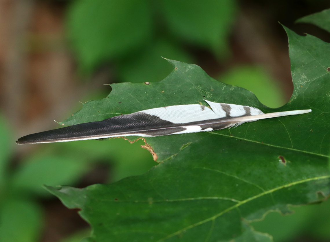 Red-bellied Woodpecker Feather - Melanerpes carolinus Habitat: Deciduous forest Geotagged,Melanerpes,Melanerpes carolinus,Red-bellied Woodpecker,Summer,United States,feather,signs of wildlife,woodpecker,woodpecker feather