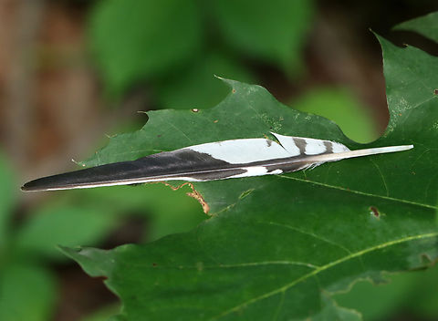 Red-bellied Woodpecker Feather - Melanerpes carolinus Habitat: Deciduous forest Geotagged,Melanerpes,Melanerpes carolinus,Red-bellied Woodpecker,Summer,United States,feather,signs of wildlife,woodpecker,woodpecker feather