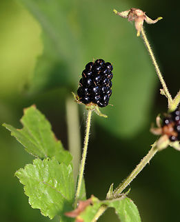 Blackberry - Rubus allegheniensis Habitat: Deciduous forest Allegheny blackberry,Geotagged,Rubus allegheniensis,Summer,United States,berry,rubus
