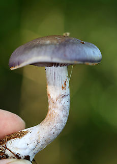 Spotted Cort - Cortinarius iodes Habitat: Deciduous forest
https://www.jungledragon.com/image/132941/spotted_cort_-_cortinarius_iodes.html
https://www.jungledragon.com/image/132943/spotted_cort_-_cortinarius_iodes.html
https://www.jungledragon.com/image/132942/spotted_cort_-_cortinarius_iodes.html Cortinarius iodes,Geotagged,Spotted cort,Summer,United States