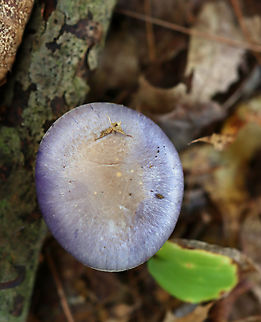 Spotted Cort - Cortinarius iodes Habitat: Deciduous forest
https://www.jungledragon.com/image/132941/spotted_cort_-_cortinarius_iodes.html
https://www.jungledragon.com/image/132943/spotted_cort_-_cortinarius_iodes.html
https://www.jungledragon.com/image/132942/spotted_cort_-_cortinarius_iodes.html Cortinarius,Cortinarius iodes,Geotagged,Spotted cort,Summer,United States,fungus,mushroom