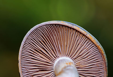 Spotted Cort - Cortinarius iodes Habitat: Deciduous forest
https://www.jungledragon.com/image/132941/spotted_cort_-_cortinarius_iodes.html
https://www.jungledragon.com/image/132943/spotted_cort_-_cortinarius_iodes.html
https://www.jungledragon.com/image/132942/spotted_cort_-_cortinarius_iodes.html Cortinarius iodes,Geotagged,Spotted cort,Summer,United States