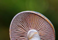 Spotted Cort - Cortinarius iodes Habitat: Deciduous forest<br />
https://www.jungledragon.com/image/132941/spotted_cort_-_cortinarius_iodes.html<br />
https://www.jungledragon.com/image/132943/spotted_cort_-_cortinarius_iodes.html<br />
https://www.jungledragon.com/image/132942/spotted_cort_-_cortinarius_iodes.html Cortinarius iodes,Geotagged,Spotted cort,Summer,United States