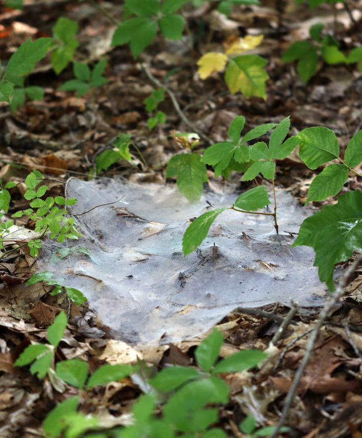 Sheet Web - Family Linyphiidae The forest was covered in these webs on this day, making me wish I had more than a macro lens with me.<br />
<br />
Habitat: Deciduous forest Arachnida,Geotagged,Linyphiidae,Summer,United States,sheet web,signs of wildlife,spider web,web