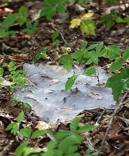 Sheet Web - Family Linyphiidae The forest was covered in these webs on this day, making me wish I had more than a macro lens with me.

Habitat: Deciduous forest Arachnida,Geotagged,Linyphiidae,Summer,United States,sheet web,signs of wildlife,spider web,web