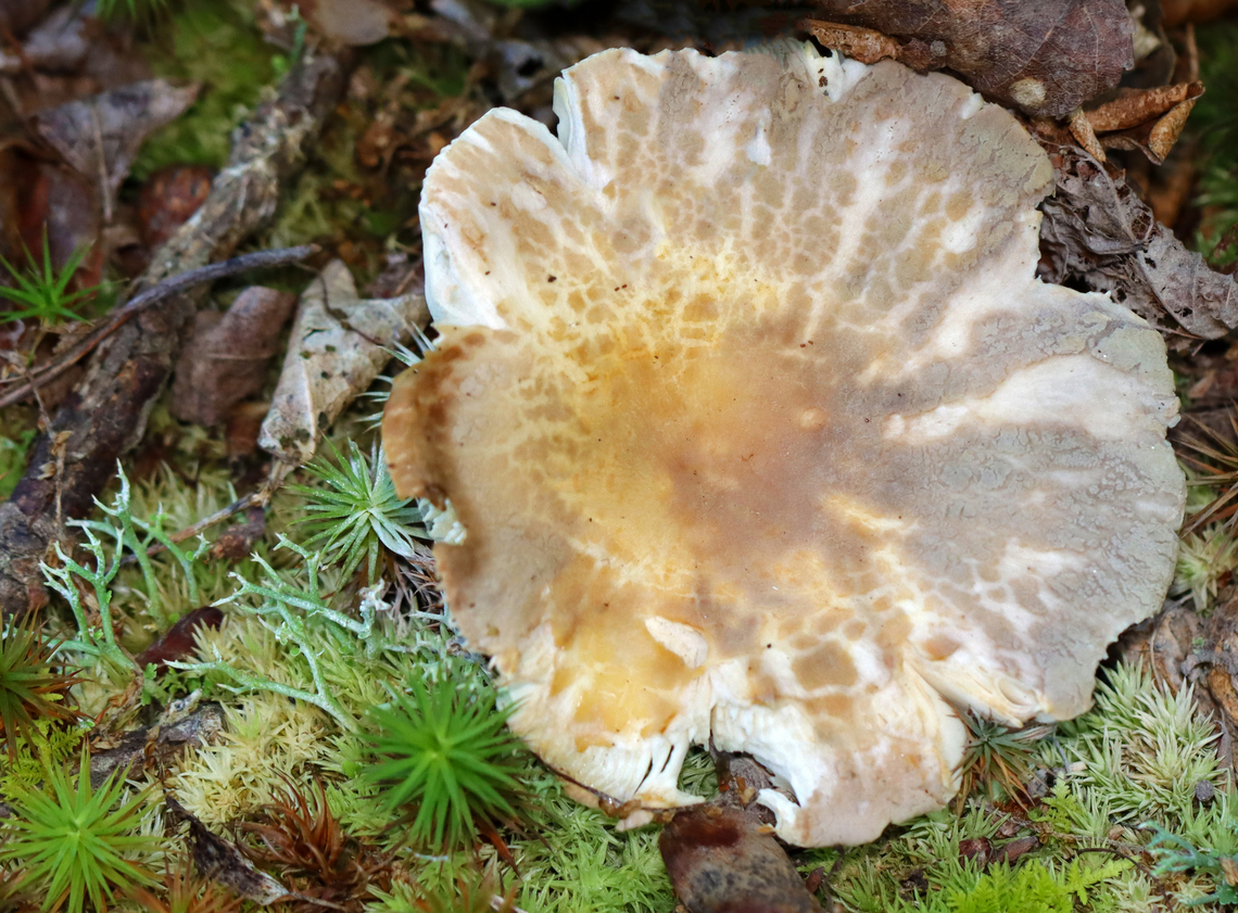 Crusty Russula - Russula crustosa Habitat: Growing in moss and lichens on the bank of a pond<br />
<figure class="photo"><a href="https://www.jungledragon.com/image/132949/crusty_russula_-_russula_crustosa.html" title="Crusty Russula - Russula crustosa"><img src="https://s3.amazonaws.com/media.jungledragon.com/images/3232/132949_thumb.jpg?AWSAccessKeyId=05GMT0V3GWVNE7GGM1R2&Expires=1759968010&Signature=XlcZwtM07o5DQcA2tlA4LJQgHnE%3D" width="200" height="146" alt="Crusty Russula - Russula crustosa Habitat: Growing in moss and lichens on the bank of a pond<br />
https://www.jungledragon.com/image/132948/crusty_russula_-_russula_crustosa.html Crusty Russula,Geotagged,Russula crustosa,Summer,United States" /></a></figure> Crusty Russula,Geotagged,Russula crustosa,Summer,United States,fungus,mushroom,russula