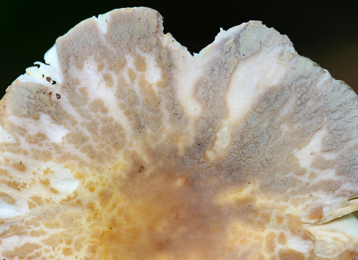 Crusty Russula - Russula crustosa Habitat: Growing in moss and lichens on the bank of a pond<br />
<figure class="photo"><a href="https://www.jungledragon.com/image/132948/crusty_russula_-_russula_crustosa.html" title="Crusty Russula - Russula crustosa"><img src="https://s3.amazonaws.com/media.jungledragon.com/images/3232/132948_thumb.jpg?AWSAccessKeyId=05GMT0V3GWVNE7GGM1R2&Expires=1767225610&Signature=I4VhS%2F9%2Fcy93IgxSJv7MIYt2jLs%3D" width="200" height="148" alt="Crusty Russula - Russula crustosa Habitat: Growing in moss and lichens on the bank of a pond<br />
https://www.jungledragon.com/image/132949/crusty_russula_-_russula_crustosa.html Crusty Russula,Geotagged,Russula crustosa,Summer,United States,fungus,mushroom,russula" /></a></figure> Crusty Russula,Geotagged,Russula crustosa,Summer,United States