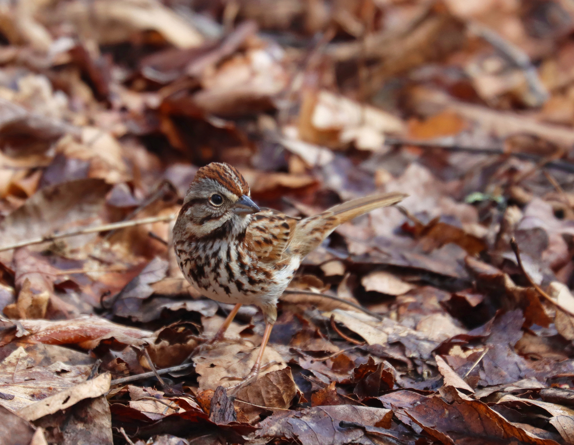 Song Sparrow - Melospiza melodia Blending in with the leaves.<br />
<br />
Habitat: Deciduous forest<br />
<br />
 Geotagged,Melospiza,Melospiza melodia,Song Sparrow,Spring,United States,sparrow