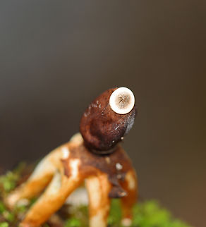 Earthstar - Geastrum sp. Habitat: Growing out of moss on the side of a tree; deciduous forest
https://www.jungledragon.com/image/132999/earthstar_-_geastrum_sp.html
https://www.jungledragon.com/image/133001/earthstar_-_geastrum_sp.html
https://www.jungledragon.com/image/133000/earthstar_-_geastrum_sp.html Geotagged,Spring,United States