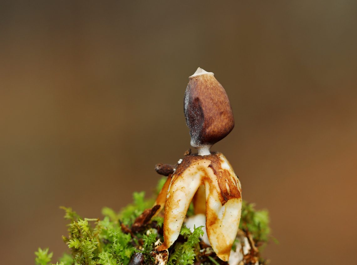 Earthstar - Geastrum sp. Habitat: Growing out of moss on the side of a tree; deciduous forest<br />
<figure class="photo"><a href="https://www.jungledragon.com/image/132999/earthstar_-_geastrum_sp.html" title="Earthstar - Geastrum sp."><img src="https://s3.amazonaws.com/media.jungledragon.com/images/3232/132999_thumb.jpg?AWSAccessKeyId=05GMT0V3GWVNE7GGM1R2&Expires=1759968010&Signature=Bdsi6Gh7ImvwOS3jHIFv%2BPqqam4%3D" width="138" height="152" alt="Earthstar - Geastrum sp. Habitat: Growing out of moss on the side of a tree; deciduous forest<br />
https://www.jungledragon.com/image/132999/earthstar_-_geastrum_sp.html<br />
https://www.jungledragon.com/image/133001/earthstar_-_geastrum_sp.html<br />
https://www.jungledragon.com/image/133000/earthstar_-_geastrum_sp.html Geotagged,Spring,United States" /></a></figure><br />
<figure class="photo"><a href="https://www.jungledragon.com/image/133001/earthstar_-_geastrum_sp.html" title="Earthstar - Geastrum sp."><img src="https://s3.amazonaws.com/media.jungledragon.com/images/3232/133001_thumb.jpg?AWSAccessKeyId=05GMT0V3GWVNE7GGM1R2&Expires=1759968010&Signature=so77h74mnh2ZolqMvzuCE4xEhwY%3D" width="200" height="150" alt="Earthstar - Geastrum sp. Habitat: Growing out of moss on the side of a tree; deciduous forest<br />
https://www.jungledragon.com/image/132999/earthstar_-_geastrum_sp.html<br />
https://www.jungledragon.com/image/133001/earthstar_-_geastrum_sp.html<br />
https://www.jungledragon.com/image/133000/earthstar_-_geastrum_sp.html Geotagged,Spring,United States" /></a></figure><br />
<figure class="photo"><a href="https://www.jungledragon.com/image/133000/earthstar_-_geastrum_sp.html" title="Earthstar - Geastrum sp."><img src="https://s3.amazonaws.com/media.jungledragon.com/images/3232/133000_thumb.jpg?AWSAccessKeyId=05GMT0V3GWVNE7GGM1R2&Expires=1759968010&Signature=m4PyOaSinwXnXtOltXWtOr7bk0s%3D" width="120" height="152" alt="Earthstar - Geastrum sp. Habitat: Growing out of moss on the side of a tree; deciduous forest<br />
https://www.jungledragon.com/image/132999/earthstar_-_geastrum_sp.html<br />
https://www.jungledragon.com/image/133001/earthstar_-_geastrum_sp.html<br />
https://www.jungledragon.com/image/133000/earthstar_-_geastrum_sp.html Geastrum,Geotagged,Spring,United States,earthstar,fungus,mushroom" /></a></figure> Geotagged,Spring,United States