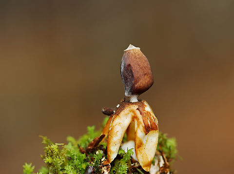 Earthstar - Geastrum sp. Habitat: Growing out of moss on the side of a tree; deciduous forest
https://www.jungledragon.com/image/132999/earthstar_-_geastrum_sp.html
https://www.jungledragon.com/image/133001/earthstar_-_geastrum_sp.html
https://www.jungledragon.com/image/133000/earthstar_-_geastrum_sp.html Geotagged,Spring,United States