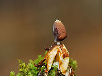 Earthstar - Geastrum sp. Habitat: Growing out of moss on the side of a tree; deciduous forest<br />
https://www.jungledragon.com/image/132999/earthstar_-_geastrum_sp.html<br />
https://www.jungledragon.com/image/133001/earthstar_-_geastrum_sp.html<br />
https://www.jungledragon.com/image/133000/earthstar_-_geastrum_sp.html Geotagged,Spring,United States