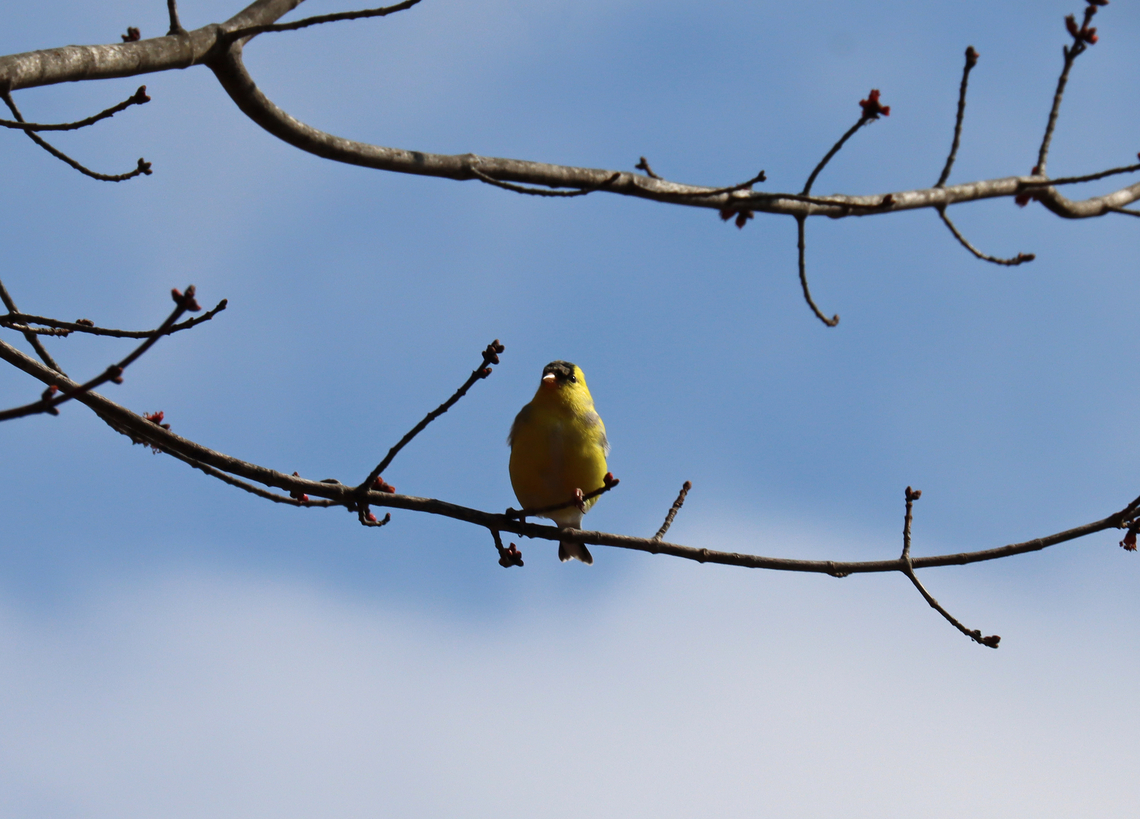 Goldfinch - Spinus tristis A few minutes after the rain...sunshine and happy birds!<br />
<br />
Habitat: Deciduous forest<br />
<br />
A few minutes earlier:<br />
<figure class="photo"><a href="https://www.jungledragon.com/image/133003/goldfinch_-_spinus_tristis.html" title="Goldfinch - Spinus tristis"><img src="https://s3.amazonaws.com/media.jungledragon.com/images/3232/133003_thumb.jpg?AWSAccessKeyId=05GMT0V3GWVNE7GGM1R2&Expires=1767225610&Signature=cfjXWnrzUeVivw7aQdKguqjeBpc%3D" width="200" height="154" alt="Goldfinch - Spinus tristis The rain had just stopped and the sun was starting to peak out.<br />
<br />
Habitat: Deciduous forest<br />
<br />
A few minutes later:<br />
https://www.jungledragon.com/image/133002/goldfinch_-_spinus_tristis.html American goldfinch,Geotagged,Spinus,Spinus tristis,Spring,United States,goldfinch" /></a></figure> American goldfinch,Geotagged,Spinus tristis,Spring,United States