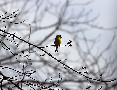 Goldfinch - Spinus tristis The rain had just stopped and the sun was starting to peak out.

Habitat: Deciduous forest

A few minutes later:
https://www.jungledragon.com/image/133002/goldfinch_-_spinus_tristis.html American goldfinch,Geotagged,Spinus,Spinus tristis,Spring,United States,goldfinch