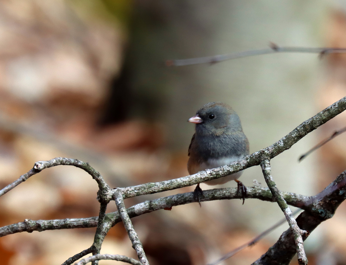 Dark-eyed Junco - Junco hyemalis Habitat: Deciduous forest Dark-eyed junco,Geotagged,Junco hyemalis,Spring,United States,junco