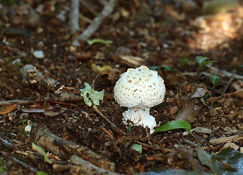 Mushroom - Amanita sect. Roanokenses Possibly Amanita magniverrucata?

Habitat: Mixed forest
https://www.jungledragon.com/image/133087/mushroom_-_amanita_sect._roanokenses.html Amanita,Amanita sect. Roanokenses,Geotagged,Summer,United States,fungus,mushroom