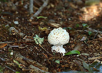 Mushroom - Amanita sect. Roanokenses Possibly Amanita magniverrucata?<br />
<br />
Habitat: Mixed forest<br />
https://www.jungledragon.com/image/133087/mushroom_-_amanita_sect._roanokenses.html Amanita,Amanita sect. Roanokenses,Geotagged,Summer,United States,fungus,mushroom