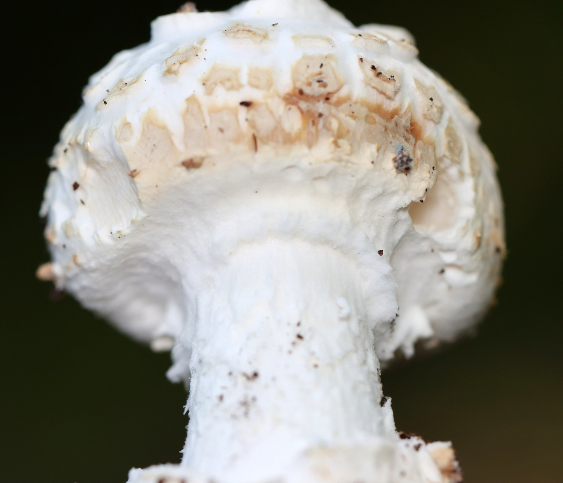 Mushroom - Amanita sect. Roanokenses Possibly Amanita magniverrucata?<br />
<br />
Habitat: Mixed forest<br />
<figure class="photo"><a href="https://www.jungledragon.com/image/133086/mushroom_-_amanita_sect._roanokenses.html" title="Mushroom - Amanita sect. Roanokenses"><img src="https://s3.amazonaws.com/media.jungledragon.com/images/3232/133086_thumb.jpg?AWSAccessKeyId=05GMT0V3GWVNE7GGM1R2&Expires=1759968010&Signature=cusljFxTNW5WCrRW2pvmkAmtxt8%3D" width="200" height="146" alt="Mushroom - Amanita sect. Roanokenses Possibly Amanita magniverrucata?<br />
<br />
Habitat: Mixed forest<br />
https://www.jungledragon.com/image/133087/mushroom_-_amanita_sect._roanokenses.html Amanita,Amanita sect. Roanokenses,Geotagged,Summer,United States,fungus,mushroom" /></a></figure> Geotagged,Summer,United States