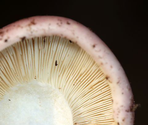 Mushroom - Russula sp. Habitat: Mixed forest
https://www.jungledragon.com/image/133089/mushroom_-_russula_sp.html Geotagged,Russula,Summer,United States,fungus,mushroom