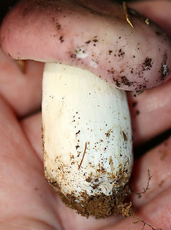 Mushroom - Russula sp. Habitat: Mixed forest
https://www.jungledragon.com/image/133088/mushroom_-_russula_sp.html Geotagged,Summer,United States