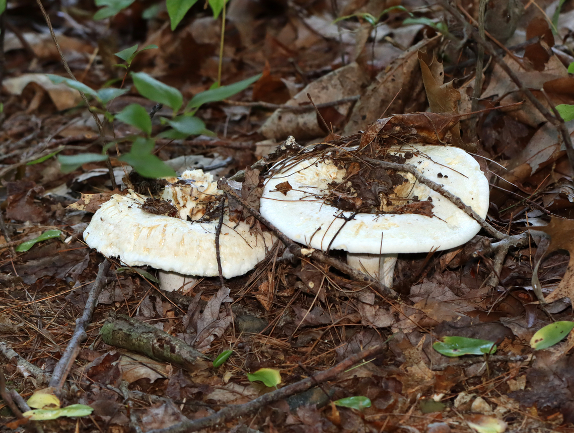 Deceiving Milkcap - Lactifluus deceptivus Habitat: Growing in abundance; mixed forest<br />
<figure class="photo"><a href="https://www.jungledragon.com/image/133090/deceiving_milkcap_-_lactifluus_deceptivus.html" title="Deceiving Milkcap - Lactifluus deceptivus"><img src="https://s3.amazonaws.com/media.jungledragon.com/images/3232/133090_thumb.jpg?AWSAccessKeyId=05GMT0V3GWVNE7GGM1R2&Expires=1759968010&Signature=46DR%2FKOJlhb38PLjSRI1J2ThqXU%3D" width="200" height="152" alt="Deceiving Milkcap - Lactifluus deceptivus Habitat: Growing in abundance; mixed forest<br />
https://www.jungledragon.com/image/133090/deceiving_milkcap_-_lactifluus_deceptivus.html<br />
https://www.jungledragon.com/image/133092/deceiving_milkcap_-_lactifluus_deceptivus.html<br />
https://www.jungledragon.com/image/133091/deceiving_milkcap_-_lactifluus_deceptivus.html Deceiving milkcap,Geotagged,Lactifluus deceptivus,Summer,United States" /></a></figure><br />
<figure class="photo"><a href="https://www.jungledragon.com/image/133092/deceiving_milkcap_-_lactifluus_deceptivus.html" title="Deceiving Milkcap - Lactifluus deceptivus"><img src="https://s3.amazonaws.com/media.jungledragon.com/images/3232/133092_thumb.jpg?AWSAccessKeyId=05GMT0V3GWVNE7GGM1R2&Expires=1759968010&Signature=UOpdSRUXqsvVq8V8fAwLvRKZvc8%3D" width="200" height="134" alt="Deceiving Milkcap - Lactifluus deceptivus Habitat: Growing in abundance; mixed forest<br />
https://www.jungledragon.com/image/133090/deceiving_milkcap_-_lactifluus_deceptivus.html<br />
https://www.jungledragon.com/image/133092/deceiving_milkcap_-_lactifluus_deceptivus.html<br />
https://www.jungledragon.com/image/133091/deceiving_milkcap_-_lactifluus_deceptivus.html Deceiving milkcap,Geotagged,Lactifluus deceptivus,Summer,United States" /></a></figure><br />
<figure class="photo"><a href="https://www.jungledragon.com/image/133091/deceiving_milkcap_-_lactifluus_deceptivus.html" title="Deceiving Milkcap - Lactifluus deceptivus"><img src="https://s3.amazonaws.com/media.jungledragon.com/images/3232/133091_thumb.jpg?AWSAccessKeyId=05GMT0V3GWVNE7GGM1R2&Expires=1759968010&Signature=YLqzg6iG8k%2FCMKd5dR33Bq9LyOY%3D" width="116" height="152" alt="Deceiving Milkcap - Lactifluus deceptivus Habitat: Growing in abundance; mixed forest<br />
https://www.jungledragon.com/image/133090/deceiving_milkcap_-_lactifluus_deceptivus.html<br />
https://www.jungledragon.com/image/133092/deceiving_milkcap_-_lactifluus_deceptivus.html<br />
https://www.jungledragon.com/image/133091/deceiving_milkcap_-_lactifluus_deceptivus.html Deceiving milkcap,Geotagged,Lactifluus,Lactifluus deceptivus,Summer,United States,fungus,milkcap,mushroom" /></a></figure> Deceiving milkcap,Geotagged,Lactifluus deceptivus,Summer,United States