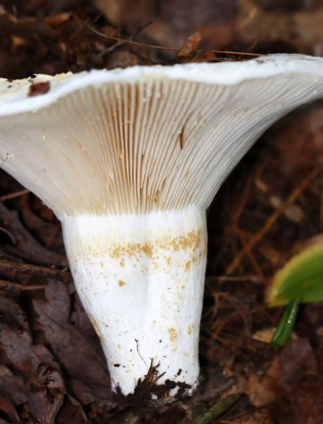 Deceiving Milkcap - Lactifluus deceptivus Habitat: Growing in abundance; mixed forest<br />
<figure class="photo"><a href="https://www.jungledragon.com/image/133090/deceiving_milkcap_-_lactifluus_deceptivus.html" title="Deceiving Milkcap - Lactifluus deceptivus"><img src="https://s3.amazonaws.com/media.jungledragon.com/images/3232/133090_thumb.jpg?AWSAccessKeyId=05GMT0V3GWVNE7GGM1R2&Expires=1759968010&Signature=46DR%2FKOJlhb38PLjSRI1J2ThqXU%3D" width="200" height="152" alt="Deceiving Milkcap - Lactifluus deceptivus Habitat: Growing in abundance; mixed forest<br />
https://www.jungledragon.com/image/133090/deceiving_milkcap_-_lactifluus_deceptivus.html<br />
https://www.jungledragon.com/image/133092/deceiving_milkcap_-_lactifluus_deceptivus.html<br />
https://www.jungledragon.com/image/133091/deceiving_milkcap_-_lactifluus_deceptivus.html Deceiving milkcap,Geotagged,Lactifluus deceptivus,Summer,United States" /></a></figure><br />
<figure class="photo"><a href="https://www.jungledragon.com/image/133092/deceiving_milkcap_-_lactifluus_deceptivus.html" title="Deceiving Milkcap - Lactifluus deceptivus"><img src="https://s3.amazonaws.com/media.jungledragon.com/images/3232/133092_thumb.jpg?AWSAccessKeyId=05GMT0V3GWVNE7GGM1R2&Expires=1759968010&Signature=UOpdSRUXqsvVq8V8fAwLvRKZvc8%3D" width="200" height="134" alt="Deceiving Milkcap - Lactifluus deceptivus Habitat: Growing in abundance; mixed forest<br />
https://www.jungledragon.com/image/133090/deceiving_milkcap_-_lactifluus_deceptivus.html<br />
https://www.jungledragon.com/image/133092/deceiving_milkcap_-_lactifluus_deceptivus.html<br />
https://www.jungledragon.com/image/133091/deceiving_milkcap_-_lactifluus_deceptivus.html Deceiving milkcap,Geotagged,Lactifluus deceptivus,Summer,United States" /></a></figure><br />
<figure class="photo"><a href="https://www.jungledragon.com/image/133091/deceiving_milkcap_-_lactifluus_deceptivus.html" title="Deceiving Milkcap - Lactifluus deceptivus"><img src="https://s3.amazonaws.com/media.jungledragon.com/images/3232/133091_thumb.jpg?AWSAccessKeyId=05GMT0V3GWVNE7GGM1R2&Expires=1759968010&Signature=YLqzg6iG8k%2FCMKd5dR33Bq9LyOY%3D" width="116" height="152" alt="Deceiving Milkcap - Lactifluus deceptivus Habitat: Growing in abundance; mixed forest<br />
https://www.jungledragon.com/image/133090/deceiving_milkcap_-_lactifluus_deceptivus.html<br />
https://www.jungledragon.com/image/133092/deceiving_milkcap_-_lactifluus_deceptivus.html<br />
https://www.jungledragon.com/image/133091/deceiving_milkcap_-_lactifluus_deceptivus.html Deceiving milkcap,Geotagged,Lactifluus,Lactifluus deceptivus,Summer,United States,fungus,milkcap,mushroom" /></a></figure> Deceiving milkcap,Geotagged,Lactifluus,Lactifluus deceptivus,Summer,United States,fungus,milkcap,mushroom