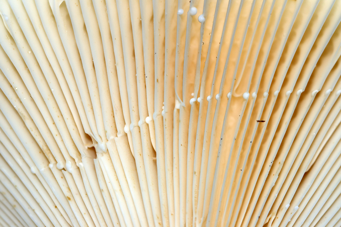 Deceiving Milkcap - Lactifluus deceptivus Habitat: Growing in abundance; mixed forest<br />
<figure class="photo"><a href="https://www.jungledragon.com/image/133090/deceiving_milkcap_-_lactifluus_deceptivus.html" title="Deceiving Milkcap - Lactifluus deceptivus"><img src="https://s3.amazonaws.com/media.jungledragon.com/images/3232/133090_thumb.jpg?AWSAccessKeyId=05GMT0V3GWVNE7GGM1R2&Expires=1767225610&Signature=ttVREtXdfEyuX7dxvG70yvLF2k4%3D" width="200" height="152" alt="Deceiving Milkcap - Lactifluus deceptivus Habitat: Growing in abundance; mixed forest<br />
https://www.jungledragon.com/image/133090/deceiving_milkcap_-_lactifluus_deceptivus.html<br />
https://www.jungledragon.com/image/133092/deceiving_milkcap_-_lactifluus_deceptivus.html<br />
https://www.jungledragon.com/image/133091/deceiving_milkcap_-_lactifluus_deceptivus.html Deceiving milkcap,Geotagged,Lactifluus deceptivus,Summer,United States" /></a></figure><br />
<figure class="photo"><a href="https://www.jungledragon.com/image/133092/deceiving_milkcap_-_lactifluus_deceptivus.html" title="Deceiving Milkcap - Lactifluus deceptivus"><img src="https://s3.amazonaws.com/media.jungledragon.com/images/3232/133092_thumb.jpg?AWSAccessKeyId=05GMT0V3GWVNE7GGM1R2&Expires=1767225610&Signature=5vPv71cT9xiyt8xZRQi0a8Jmr5s%3D" width="200" height="134" alt="Deceiving Milkcap - Lactifluus deceptivus Habitat: Growing in abundance; mixed forest<br />
https://www.jungledragon.com/image/133090/deceiving_milkcap_-_lactifluus_deceptivus.html<br />
https://www.jungledragon.com/image/133092/deceiving_milkcap_-_lactifluus_deceptivus.html<br />
https://www.jungledragon.com/image/133091/deceiving_milkcap_-_lactifluus_deceptivus.html Deceiving milkcap,Geotagged,Lactifluus deceptivus,Summer,United States" /></a></figure><br />
<figure class="photo"><a href="https://www.jungledragon.com/image/133091/deceiving_milkcap_-_lactifluus_deceptivus.html" title="Deceiving Milkcap - Lactifluus deceptivus"><img src="https://s3.amazonaws.com/media.jungledragon.com/images/3232/133091_thumb.jpg?AWSAccessKeyId=05GMT0V3GWVNE7GGM1R2&Expires=1767225610&Signature=6tcBHXXus82lFqQ4iFaP6RxnPkY%3D" width="116" height="152" alt="Deceiving Milkcap - Lactifluus deceptivus Habitat: Growing in abundance; mixed forest<br />
https://www.jungledragon.com/image/133090/deceiving_milkcap_-_lactifluus_deceptivus.html<br />
https://www.jungledragon.com/image/133092/deceiving_milkcap_-_lactifluus_deceptivus.html<br />
https://www.jungledragon.com/image/133091/deceiving_milkcap_-_lactifluus_deceptivus.html Deceiving milkcap,Geotagged,Lactifluus,Lactifluus deceptivus,Summer,United States,fungus,milkcap,mushroom" /></a></figure> Deceiving milkcap,Geotagged,Lactifluus deceptivus,Summer,United States