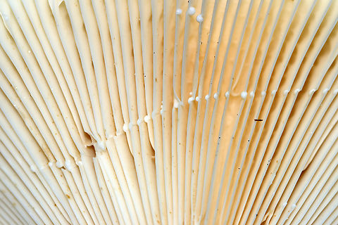 Deceiving Milkcap - Lactifluus deceptivus Habitat: Growing in abundance; mixed forest
https://www.jungledragon.com/image/133090/deceiving_milkcap_-_lactifluus_deceptivus.html
https://www.jungledragon.com/image/133092/deceiving_milkcap_-_lactifluus_deceptivus.html
https://www.jungledragon.com/image/133091/deceiving_milkcap_-_lactifluus_deceptivus.html Deceiving milkcap,Geotagged,Lactifluus deceptivus,Summer,United States