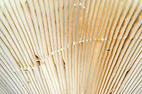 Deceiving Milkcap - Lactifluus deceptivus Habitat: Growing in abundance; mixed forest<br />
https://www.jungledragon.com/image/133090/deceiving_milkcap_-_lactifluus_deceptivus.html<br />
https://www.jungledragon.com/image/133092/deceiving_milkcap_-_lactifluus_deceptivus.html<br />
https://www.jungledragon.com/image/133091/deceiving_milkcap_-_lactifluus_deceptivus.html Deceiving milkcap,Geotagged,Lactifluus deceptivus,Summer,United States