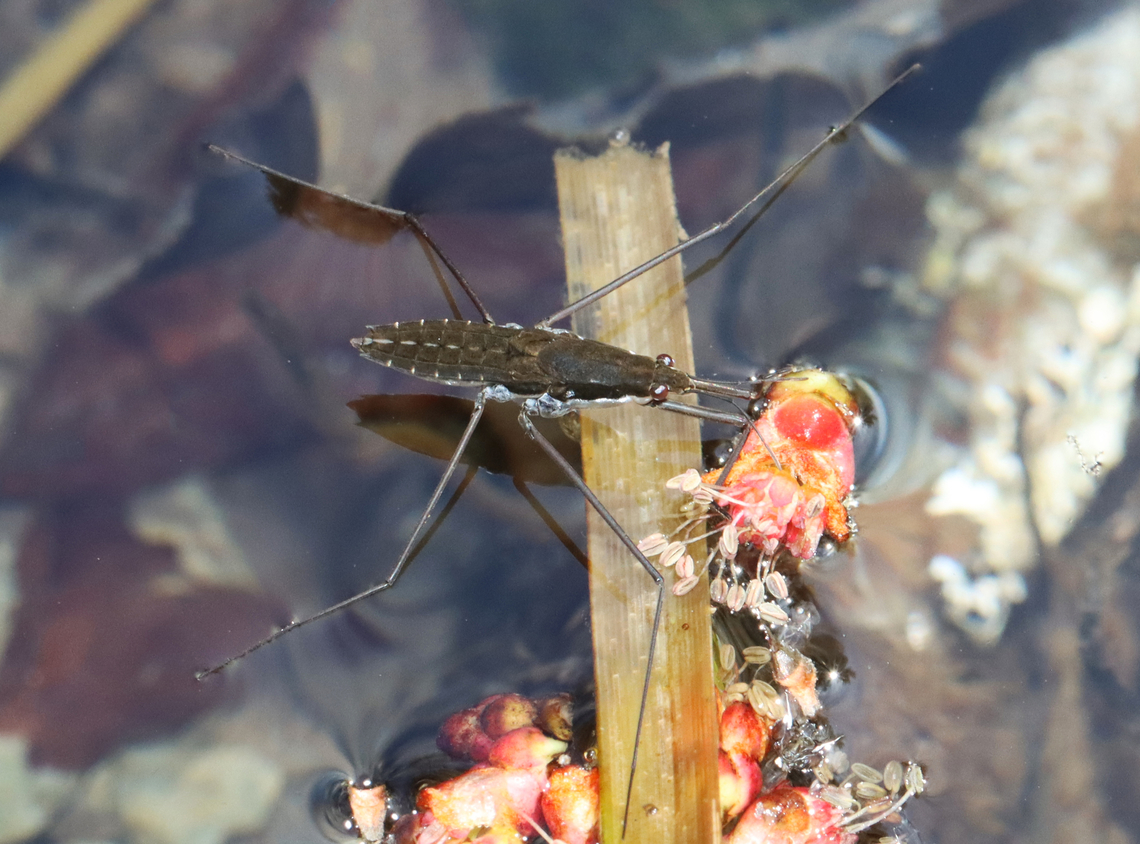 Water Strider - Aquarius remigis Habitat: Small pond Aquarius,Aquarius remigis,Common Water Strider,Geotagged,Spring,United States,aquatic insect,gerris