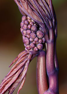 Blue Cohosh - Caulophyllum giganteum Habitat: Swampy, mixed forest Blue cohosh,Caulophyllum,Caulophyllum thalictroides,Geotagged,Spring,United States
