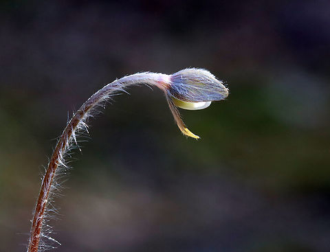 Sharp-lobed Hepatica - Anemone acutiloba This plant was a hairy beast.

Habitat: Mixed forest Anemone acutiloba,Geotagged,Sharp-lobed Hepatica,Spring,United States,anemone,hepatica