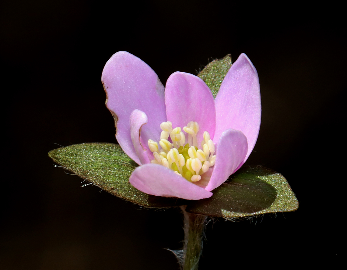 Sharp-lobed Hepatica - Anemone acutiloba Habitat: Mixed forest<br />
<figure class="photo"><a href="https://www.jungledragon.com/image/133156/sharp-lobed_hepatica_-_anemone_acutiloba.html" title="Sharp-lobed Hepatica - Anemone acutiloba"><img src="https://s3.amazonaws.com/media.jungledragon.com/images/3232/133156_thumb.jpg?AWSAccessKeyId=05GMT0V3GWVNE7GGM1R2&Expires=1767225610&Signature=EWhCuOhS4OMzUNg7AX0%2B3Pi3cQ4%3D" width="200" height="156" alt="Sharp-lobed Hepatica - Anemone acutiloba Habitat: Mixed forest<br />
https://www.jungledragon.com/image/133156/sharp-lobed_hepatica_-_anemone_acutiloba.html<br />
https://www.jungledragon.com/image/133158/sharp-lobed_hepatica_-_anemone_acutiloba.html<br />
https://www.jungledragon.com/image/133157/sharp-lobed_hepatica_-_anemone_acutiloba.html Anemone acutiloba,Geotagged,Sharp-lobed Hepatica,Spring,United States" /></a></figure><br />
<figure class="photo"><a href="https://www.jungledragon.com/image/133158/sharp-lobed_hepatica_-_anemone_acutiloba.html" title="Sharp-lobed Hepatica - Anemone acutiloba"><img src="https://s3.amazonaws.com/media.jungledragon.com/images/3232/133158_thumb.jpg?AWSAccessKeyId=05GMT0V3GWVNE7GGM1R2&Expires=1767225610&Signature=TTw8W14HL8XrSTfQvH2BVt98Ea0%3D" width="112" height="152" alt="Sharp-lobed Hepatica - Anemone acutiloba Habitat: Mixed forest<br />
https://www.jungledragon.com/image/133156/sharp-lobed_hepatica_-_anemone_acutiloba.html<br />
https://www.jungledragon.com/image/133158/sharp-lobed_hepatica_-_anemone_acutiloba.html<br />
https://www.jungledragon.com/image/133157/sharp-lobed_hepatica_-_anemone_acutiloba.html Anemone acutiloba,Geotagged,Sharp-lobed Hepatica,Spring,United States,anemone,hepatica" /></a></figure><br />
<figure class="photo"><a href="https://www.jungledragon.com/image/133157/sharp-lobed_hepatica_-_anemone_acutiloba.html" title="Sharp-lobed Hepatica - Anemone acutiloba"><img src="https://s3.amazonaws.com/media.jungledragon.com/images/3232/133157_thumb.jpg?AWSAccessKeyId=05GMT0V3GWVNE7GGM1R2&Expires=1767225610&Signature=PJzm0g1MrKMqXtVKCQtHus5Wh9Y%3D" width="200" height="158" alt="Sharp-lobed Hepatica - Anemone acutiloba Habitat: Mixed forest<br />
https://www.jungledragon.com/image/133156/sharp-lobed_hepatica_-_anemone_acutiloba.html<br />
https://www.jungledragon.com/image/133158/sharp-lobed_hepatica_-_anemone_acutiloba.html<br />
https://www.jungledragon.com/image/133157/sharp-lobed_hepatica_-_anemone_acutiloba.html Anemone acutiloba,Geotagged,Sharp-lobed Hepatica,Spring,United States" /></a></figure> Anemone acutiloba,Geotagged,Sharp-lobed Hepatica,Spring,United States