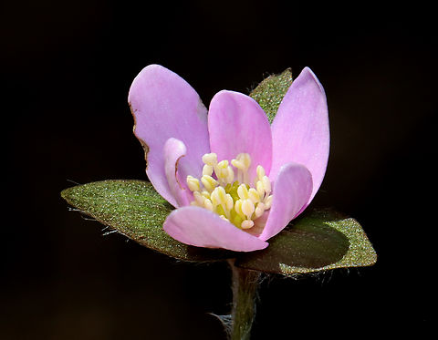 Sharp-lobed Hepatica - Anemone acutiloba Habitat: Mixed forest
https://www.jungledragon.com/image/133156/sharp-lobed_hepatica_-_anemone_acutiloba.html
https://www.jungledragon.com/image/133158/sharp-lobed_hepatica_-_anemone_acutiloba.html
https://www.jungledragon.com/image/133157/sharp-lobed_hepatica_-_anemone_acutiloba.html Anemone acutiloba,Geotagged,Sharp-lobed Hepatica,Spring,United States