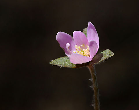 Sharp-lobed Hepatica - Anemone acutiloba Habitat: Mixed forest
https://www.jungledragon.com/image/133156/sharp-lobed_hepatica_-_anemone_acutiloba.html
https://www.jungledragon.com/image/133158/sharp-lobed_hepatica_-_anemone_acutiloba.html
https://www.jungledragon.com/image/133157/sharp-lobed_hepatica_-_anemone_acutiloba.html Anemone acutiloba,Geotagged,Sharp-lobed Hepatica,Spring,United States