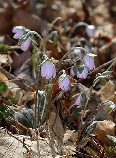 Sharp-lobed Hepatica - Anemone acutiloba Habitat: Mixed forest
https://www.jungledragon.com/image/133156/sharp-lobed_hepatica_-_anemone_acutiloba.html
https://www.jungledragon.com/image/133158/sharp-lobed_hepatica_-_anemone_acutiloba.html
https://www.jungledragon.com/image/133157/sharp-lobed_hepatica_-_anemone_acutiloba.html Anemone acutiloba,Geotagged,Sharp-lobed Hepatica,Spring,United States,anemone,hepatica