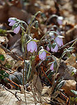 Sharp-lobed Hepatica - Anemone acutiloba Habitat: Mixed forest<br />
https://www.jungledragon.com/image/133156/sharp-lobed_hepatica_-_anemone_acutiloba.html<br />
https://www.jungledragon.com/image/133158/sharp-lobed_hepatica_-_anemone_acutiloba.html<br />
https://www.jungledragon.com/image/133157/sharp-lobed_hepatica_-_anemone_acutiloba.html Anemone acutiloba,Geotagged,Sharp-lobed Hepatica,Spring,United States,anemone,hepatica