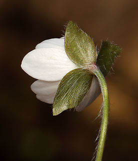 Sharp-lobed Hepatica - Anemone acutiloba Habitat: Mixed forest
https://www.jungledragon.com/image/133159/sharp-lobed_hepatica_-_anemone_acutiloba.html
https://www.jungledragon.com/image/133162/sharp-lobed_hepatica_-_anemone_acutiloba.html
https://www.jungledragon.com/image/133161/sharp-lobed_hepatica_-_anemone_acutiloba.html
https://www.jungledragon.com/image/133160/sharp-lobed_hepatica_-_anemone_acutiloba.html Anemone acutiloba,Geotagged,Sharp-lobed Hepatica,Spring,United States,anemone