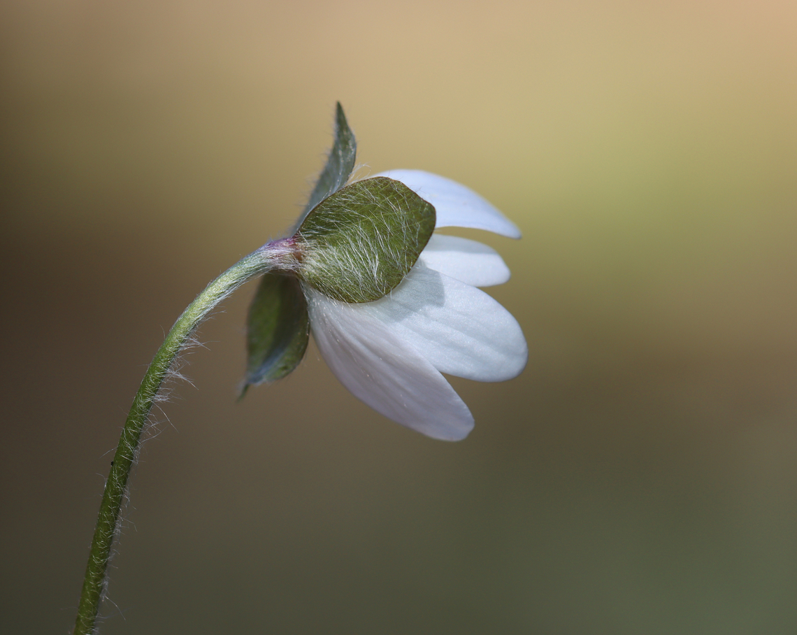 Sharp-lobed Hepatica - Anemone acutiloba Habitat: Mixed forest<br />
<figure class="photo"><a href="https://www.jungledragon.com/image/133159/sharp-lobed_hepatica_-_anemone_acutiloba.html" title="Sharp-lobed Hepatica - Anemone acutiloba"><img src="https://s3.amazonaws.com/media.jungledragon.com/images/3232/133159_thumb.jpg?AWSAccessKeyId=05GMT0V3GWVNE7GGM1R2&Expires=1767225610&Signature=jh%2FoIeiTReF92amez0nzbO3B224%3D" width="132" height="152" alt="Sharp-lobed Hepatica - Anemone acutiloba Habitat: Mixed forest<br />
https://www.jungledragon.com/image/133159/sharp-lobed_hepatica_-_anemone_acutiloba.html<br />
https://www.jungledragon.com/image/133162/sharp-lobed_hepatica_-_anemone_acutiloba.html<br />
https://www.jungledragon.com/image/133161/sharp-lobed_hepatica_-_anemone_acutiloba.html<br />
https://www.jungledragon.com/image/133160/sharp-lobed_hepatica_-_anemone_acutiloba.html Anemone acutiloba,Geotagged,Sharp-lobed Hepatica,Spring,United States,anemone" /></a></figure><br />
<figure class="photo"><a href="https://www.jungledragon.com/image/133162/sharp-lobed_hepatica_-_anemone_acutiloba.html" title="Sharp-lobed Hepatica - Anemone acutiloba"><img src="https://s3.amazonaws.com/media.jungledragon.com/images/3232/133162_thumb.jpg?AWSAccessKeyId=05GMT0V3GWVNE7GGM1R2&Expires=1767225610&Signature=hwAHC3lL2ipy7I4iigcJUA%2F0EIk%3D" width="200" height="152" alt="Sharp-lobed Hepatica - Anemone acutiloba Habitat: Mixed forest<br />
https://www.jungledragon.com/image/133159/sharp-lobed_hepatica_-_anemone_acutiloba.html<br />
https://www.jungledragon.com/image/133162/sharp-lobed_hepatica_-_anemone_acutiloba.html<br />
https://www.jungledragon.com/image/133161/sharp-lobed_hepatica_-_anemone_acutiloba.html<br />
https://www.jungledragon.com/image/133160/sharp-lobed_hepatica_-_anemone_acutiloba.html Anemone acutiloba,Geotagged,Sharp-lobed Hepatica,Spring,United States" /></a></figure><br />
<figure class="photo"><a href="https://www.jungledragon.com/image/133161/sharp-lobed_hepatica_-_anemone_acutiloba.html" title="Sharp-lobed Hepatica - Anemone acutiloba"><img src="https://s3.amazonaws.com/media.jungledragon.com/images/3232/133161_thumb.jpg?AWSAccessKeyId=05GMT0V3GWVNE7GGM1R2&Expires=1767225610&Signature=xRmuD%2BEgh9qiCJBOzh4v2Lu61lU%3D" width="200" height="156" alt="Sharp-lobed Hepatica - Anemone acutiloba Habitat: Mixed forest<br />
https://www.jungledragon.com/image/133159/sharp-lobed_hepatica_-_anemone_acutiloba.html<br />
https://www.jungledragon.com/image/133162/sharp-lobed_hepatica_-_anemone_acutiloba.html<br />
https://www.jungledragon.com/image/133161/sharp-lobed_hepatica_-_anemone_acutiloba.html<br />
https://www.jungledragon.com/image/133160/sharp-lobed_hepatica_-_anemone_acutiloba.html Anemone acutiloba,Geotagged,Sharp-lobed Hepatica,Spring,United States" /></a></figure><br />
<figure class="photo"><a href="https://www.jungledragon.com/image/133160/sharp-lobed_hepatica_-_anemone_acutiloba.html" title="Sharp-lobed Hepatica - Anemone acutiloba"><img src="https://s3.amazonaws.com/media.jungledragon.com/images/3232/133160_thumb.jpg?AWSAccessKeyId=05GMT0V3GWVNE7GGM1R2&Expires=1767225610&Signature=ffzEYNHOGJtlNC9%2B9GeLEBJLfBs%3D" width="200" height="160" alt="Sharp-lobed Hepatica - Anemone acutiloba Habitat: Mixed forest<br />
https://www.jungledragon.com/image/133159/sharp-lobed_hepatica_-_anemone_acutiloba.html<br />
https://www.jungledragon.com/image/133162/sharp-lobed_hepatica_-_anemone_acutiloba.html<br />
https://www.jungledragon.com/image/133161/sharp-lobed_hepatica_-_anemone_acutiloba.html<br />
https://www.jungledragon.com/image/133160/sharp-lobed_hepatica_-_anemone_acutiloba.html Anemone acutiloba,Geotagged,Sharp-lobed Hepatica,Spring,United States" /></a></figure> Anemone acutiloba,Geotagged,Sharp-lobed Hepatica,Spring,United States