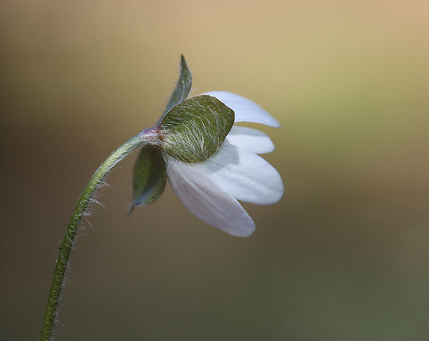 Sharp-lobed Hepatica - Anemone acutiloba Habitat: Mixed forest
https://www.jungledragon.com/image/133159/sharp-lobed_hepatica_-_anemone_acutiloba.html
https://www.jungledragon.com/image/133162/sharp-lobed_hepatica_-_anemone_acutiloba.html
https://www.jungledragon.com/image/133161/sharp-lobed_hepatica_-_anemone_acutiloba.html
https://www.jungledragon.com/image/133160/sharp-lobed_hepatica_-_anemone_acutiloba.html Anemone acutiloba,Geotagged,Sharp-lobed Hepatica,Spring,United States