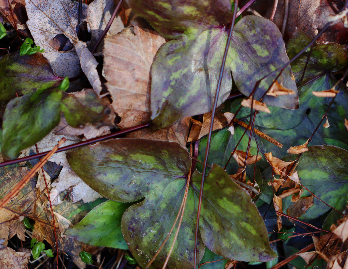 Sharp-lobed Hepatica - Anemone acutiloba Habitat: Mixed forest<br />
<figure class="photo"><a href="https://www.jungledragon.com/image/133159/sharp-lobed_hepatica_-_anemone_acutiloba.html" title="Sharp-lobed Hepatica - Anemone acutiloba"><img src="https://s3.amazonaws.com/media.jungledragon.com/images/3232/133159_thumb.jpg?AWSAccessKeyId=05GMT0V3GWVNE7GGM1R2&Expires=1759968010&Signature=uvAHWGqDOz8w%2FCVtplDfMhjyUrA%3D" width="132" height="152" alt="Sharp-lobed Hepatica - Anemone acutiloba Habitat: Mixed forest<br />
https://www.jungledragon.com/image/133159/sharp-lobed_hepatica_-_anemone_acutiloba.html<br />
https://www.jungledragon.com/image/133162/sharp-lobed_hepatica_-_anemone_acutiloba.html<br />
https://www.jungledragon.com/image/133161/sharp-lobed_hepatica_-_anemone_acutiloba.html<br />
https://www.jungledragon.com/image/133160/sharp-lobed_hepatica_-_anemone_acutiloba.html Anemone acutiloba,Geotagged,Sharp-lobed Hepatica,Spring,United States,anemone" /></a></figure><br />
<figure class="photo"><a href="https://www.jungledragon.com/image/133162/sharp-lobed_hepatica_-_anemone_acutiloba.html" title="Sharp-lobed Hepatica - Anemone acutiloba"><img src="https://s3.amazonaws.com/media.jungledragon.com/images/3232/133162_thumb.jpg?AWSAccessKeyId=05GMT0V3GWVNE7GGM1R2&Expires=1759968010&Signature=hqyswmO8aTuSCP%2B%2BXku0Cja%2FF9s%3D" width="200" height="152" alt="Sharp-lobed Hepatica - Anemone acutiloba Habitat: Mixed forest<br />
https://www.jungledragon.com/image/133159/sharp-lobed_hepatica_-_anemone_acutiloba.html<br />
https://www.jungledragon.com/image/133162/sharp-lobed_hepatica_-_anemone_acutiloba.html<br />
https://www.jungledragon.com/image/133161/sharp-lobed_hepatica_-_anemone_acutiloba.html<br />
https://www.jungledragon.com/image/133160/sharp-lobed_hepatica_-_anemone_acutiloba.html Anemone acutiloba,Geotagged,Sharp-lobed Hepatica,Spring,United States" /></a></figure><br />
<figure class="photo"><a href="https://www.jungledragon.com/image/133161/sharp-lobed_hepatica_-_anemone_acutiloba.html" title="Sharp-lobed Hepatica - Anemone acutiloba"><img src="https://s3.amazonaws.com/media.jungledragon.com/images/3232/133161_thumb.jpg?AWSAccessKeyId=05GMT0V3GWVNE7GGM1R2&Expires=1759968010&Signature=YvHnh%2BxtXv6OEWUTiHWAZKDAYyM%3D" width="200" height="156" alt="Sharp-lobed Hepatica - Anemone acutiloba Habitat: Mixed forest<br />
https://www.jungledragon.com/image/133159/sharp-lobed_hepatica_-_anemone_acutiloba.html<br />
https://www.jungledragon.com/image/133162/sharp-lobed_hepatica_-_anemone_acutiloba.html<br />
https://www.jungledragon.com/image/133161/sharp-lobed_hepatica_-_anemone_acutiloba.html<br />
https://www.jungledragon.com/image/133160/sharp-lobed_hepatica_-_anemone_acutiloba.html Anemone acutiloba,Geotagged,Sharp-lobed Hepatica,Spring,United States" /></a></figure><br />
<figure class="photo"><a href="https://www.jungledragon.com/image/133160/sharp-lobed_hepatica_-_anemone_acutiloba.html" title="Sharp-lobed Hepatica - Anemone acutiloba"><img src="https://s3.amazonaws.com/media.jungledragon.com/images/3232/133160_thumb.jpg?AWSAccessKeyId=05GMT0V3GWVNE7GGM1R2&Expires=1759968010&Signature=EkETsIWb3bZorInZHCZ2AkmnEp4%3D" width="200" height="160" alt="Sharp-lobed Hepatica - Anemone acutiloba Habitat: Mixed forest<br />
https://www.jungledragon.com/image/133159/sharp-lobed_hepatica_-_anemone_acutiloba.html<br />
https://www.jungledragon.com/image/133162/sharp-lobed_hepatica_-_anemone_acutiloba.html<br />
https://www.jungledragon.com/image/133161/sharp-lobed_hepatica_-_anemone_acutiloba.html<br />
https://www.jungledragon.com/image/133160/sharp-lobed_hepatica_-_anemone_acutiloba.html Anemone acutiloba,Geotagged,Sharp-lobed Hepatica,Spring,United States" /></a></figure> Anemone acutiloba,Geotagged,Sharp-lobed Hepatica,Spring,United States