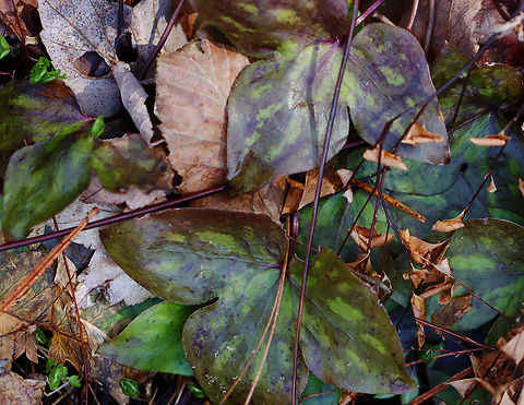 Sharp-lobed Hepatica - Anemone acutiloba Habitat: Mixed forest
https://www.jungledragon.com/image/133159/sharp-lobed_hepatica_-_anemone_acutiloba.html
https://www.jungledragon.com/image/133162/sharp-lobed_hepatica_-_anemone_acutiloba.html
https://www.jungledragon.com/image/133161/sharp-lobed_hepatica_-_anemone_acutiloba.html
https://www.jungledragon.com/image/133160/sharp-lobed_hepatica_-_anemone_acutiloba.html Anemone acutiloba,Geotagged,Sharp-lobed Hepatica,Spring,United States