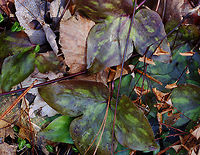 Sharp-lobed Hepatica - Anemone acutiloba Habitat: Mixed forest<br />
https://www.jungledragon.com/image/133159/sharp-lobed_hepatica_-_anemone_acutiloba.html<br />
https://www.jungledragon.com/image/133162/sharp-lobed_hepatica_-_anemone_acutiloba.html<br />
https://www.jungledragon.com/image/133161/sharp-lobed_hepatica_-_anemone_acutiloba.html<br />
https://www.jungledragon.com/image/133160/sharp-lobed_hepatica_-_anemone_acutiloba.html Anemone acutiloba,Geotagged,Sharp-lobed Hepatica,Spring,United States