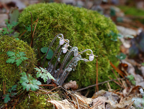 Sharp-lobed Hepatica - Anemone acutiloba Habitat: Mixed forest
https://www.jungledragon.com/image/133159/sharp-lobed_hepatica_-_anemone_acutiloba.html
https://www.jungledragon.com/image/133162/sharp-lobed_hepatica_-_anemone_acutiloba.html
https://www.jungledragon.com/image/133161/sharp-lobed_hepatica_-_anemone_acutiloba.html
https://www.jungledragon.com/image/133160/sharp-lobed_hepatica_-_anemone_acutiloba.html Anemone acutiloba,Geotagged,Sharp-lobed Hepatica,Spring,United States