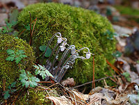 Sharp-lobed Hepatica - Anemone acutiloba Habitat: Mixed forest<br />
https://www.jungledragon.com/image/133159/sharp-lobed_hepatica_-_anemone_acutiloba.html<br />
https://www.jungledragon.com/image/133162/sharp-lobed_hepatica_-_anemone_acutiloba.html<br />
https://www.jungledragon.com/image/133161/sharp-lobed_hepatica_-_anemone_acutiloba.html<br />
https://www.jungledragon.com/image/133160/sharp-lobed_hepatica_-_anemone_acutiloba.html Anemone acutiloba,Geotagged,Sharp-lobed Hepatica,Spring,United States