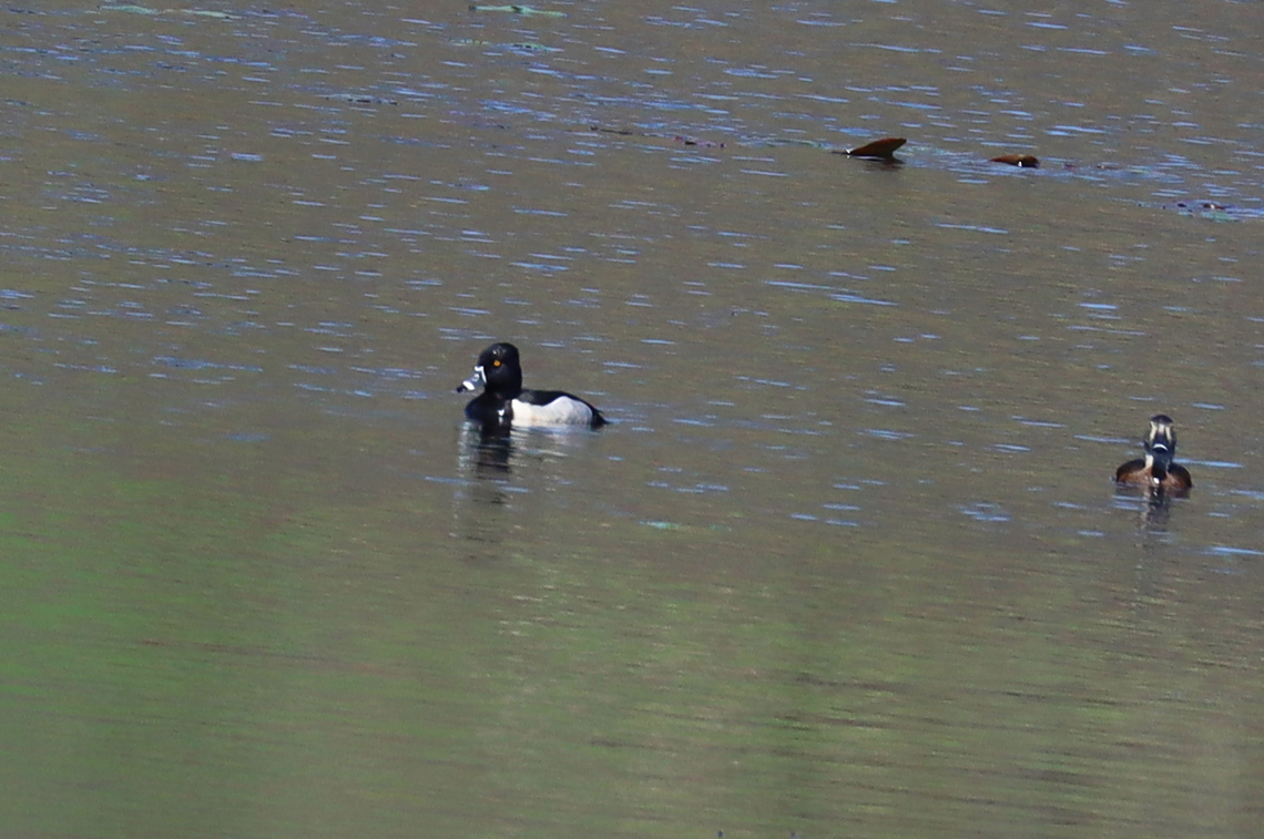 Ring-necked Ducks - Aythya collaris The male is to the left with the female on the right. There were a few others in the area, as well, but all too far away for me to get better shots.<br />
<br />
Habitat: Pond separating a meadow from a deciduous forest<br />
<br />
 Aythya,Aythya collaris,Geotagged,Ring-necked duck,Spring,United States,duck