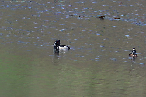 Ring-necked Ducks - Aythya collaris The male is to the left with the female on the right. There were a few others in the area, as well, but all too far away for me to get better shots.

Habitat: Pond separating a meadow from a deciduous forest

 Aythya,Aythya collaris,Geotagged,Ring-necked duck,Spring,United States,duck