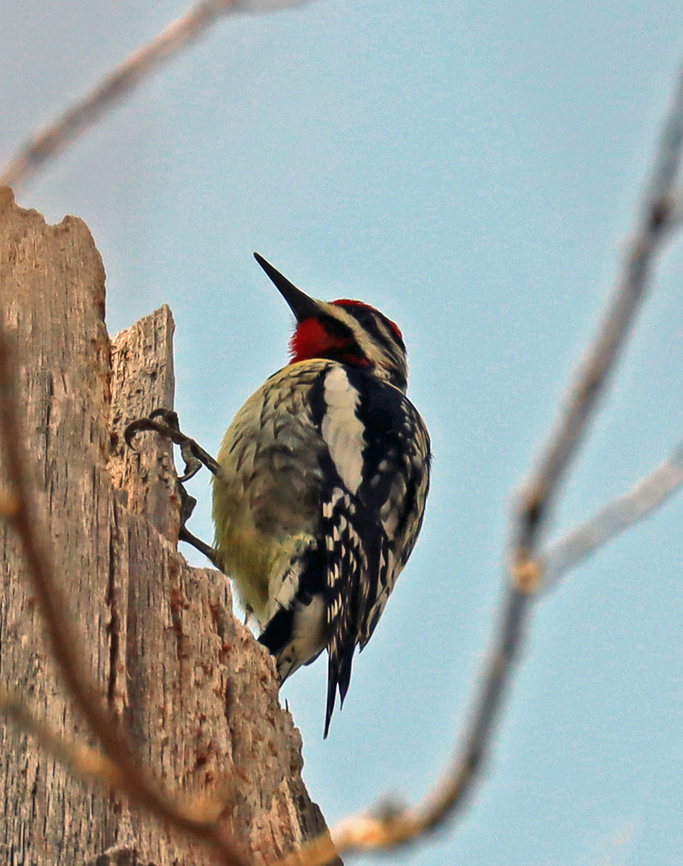 Yellow-bellied Sapsucker - Sphyrapicus varius There was a pair of these birds, but I only got a shot of this one. They were very busy pecking at this tree and chatting with each other.<br />
<br />
Habitat: Deciduous forest Geotagged,Sphyrapicus,Sphyrapicus varius,Spring,United States,Yellow-bellied sapsucker,sapsucker,woodpecker