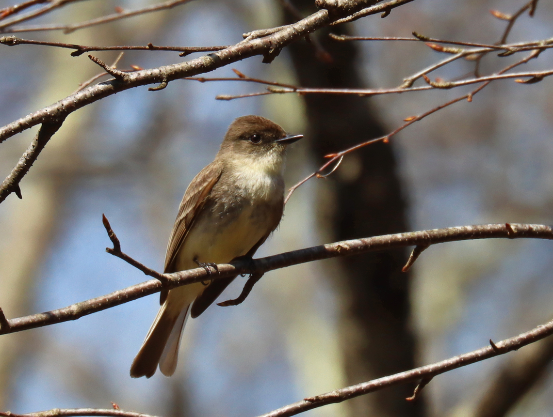 Eastern Phoebe - Sayornis phoebe It was building a nest in a round metal thing that was on the side of an old building<br />
<br />
Habitat: Deciduous forest edge Eastern Phoebe,Geotagged,Sayornis,Sayornis phoebe,Spring,United States,phoebe